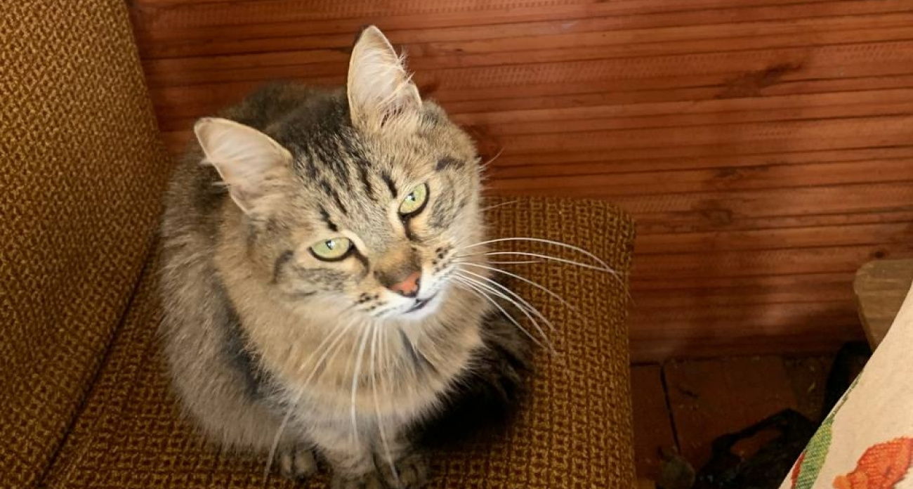 Понимает ли кошка, когда вы ее ругаете – запомните раз и навсегда