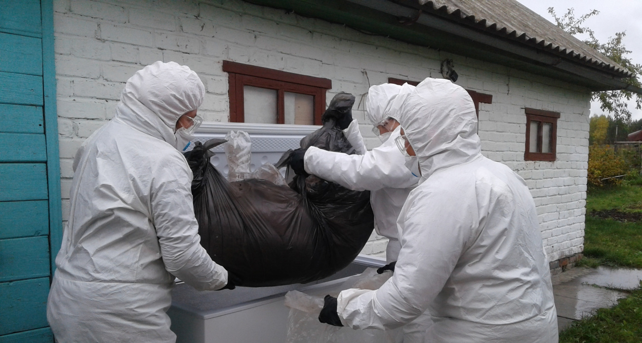 Мари-Турекский район закрыли на карантин из-за свиной чумы