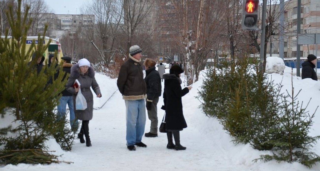 Живую или искусственную: какую елку лучше поставить на Новый год