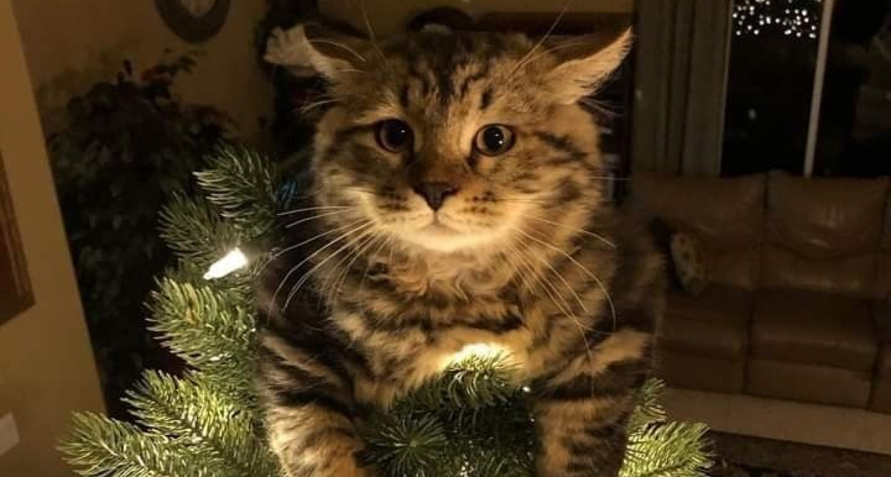 Домашние животные травятся от этого сорта искусственной ели: продается на каждом шагу