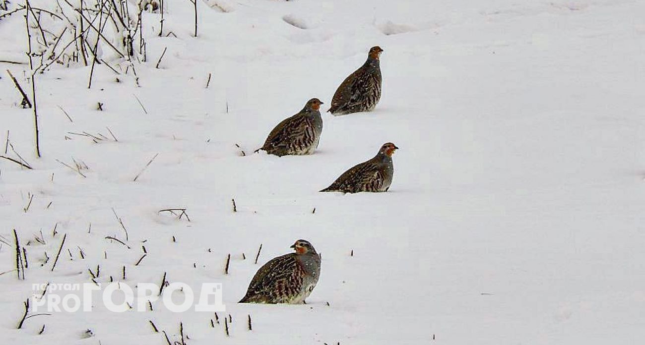 На глухарей и рябчиков запретили охотиться в Марий Эл