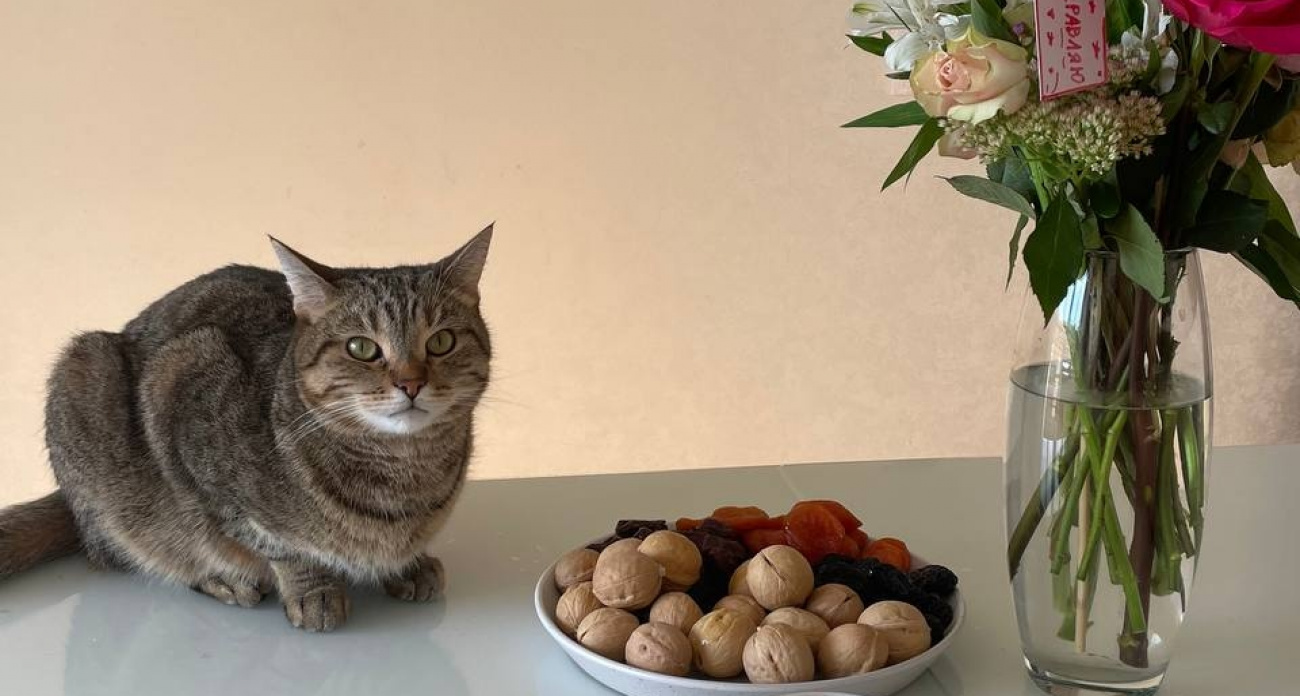 Заберут без слов: россиянам запретили держать дома пушистых друзей