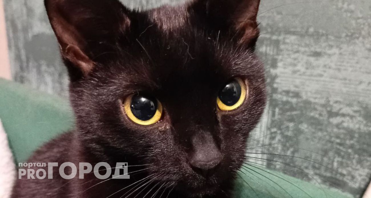 Почему на самом деле кошка кусается, когда ее гладишь: ответ должен знать каждый хозяин