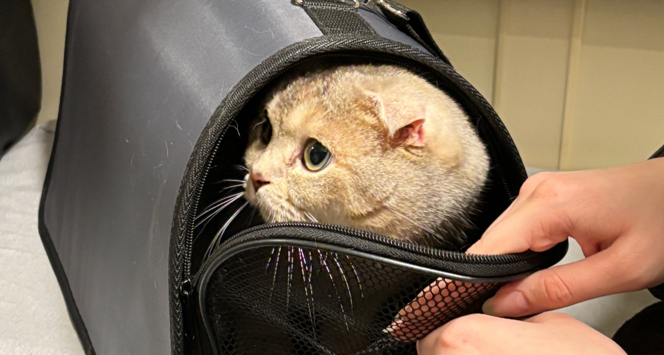 Названы самые любящие породы кошек: попадаются на каждом шагу, но их не любят