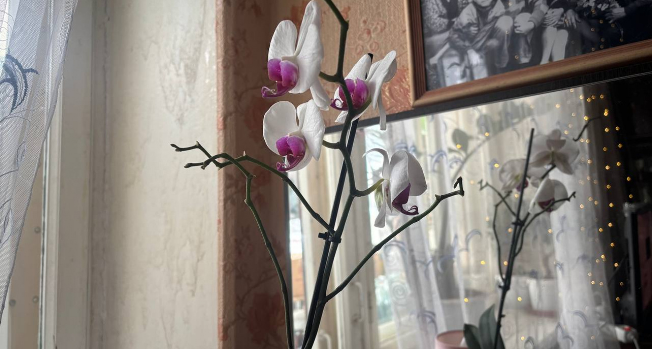 Орхидея цветет весь год без остановки: полейте ее этим вонючим отваром – глаза полезут на лоб