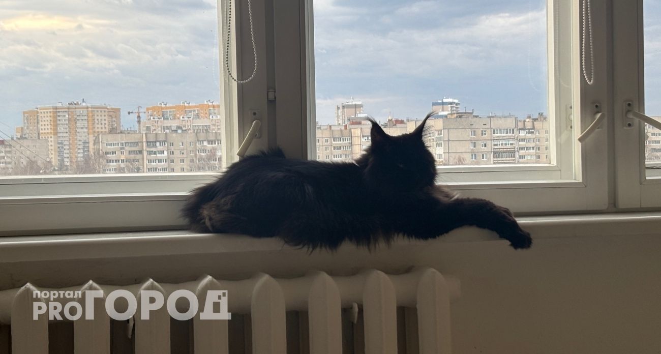 Победит ли кошка собаку при равном весе: ответ вас удивит