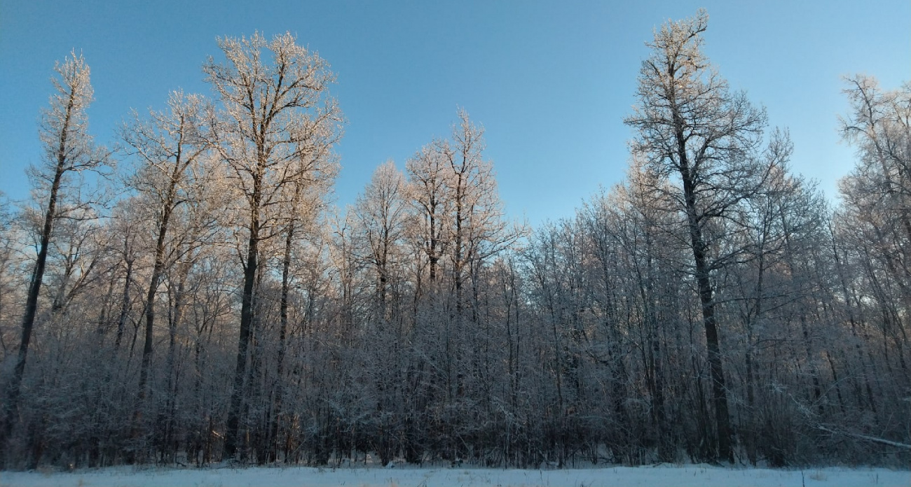 Русская выхухоль и черный аист пополнят новую Красную книгу Марий Эл