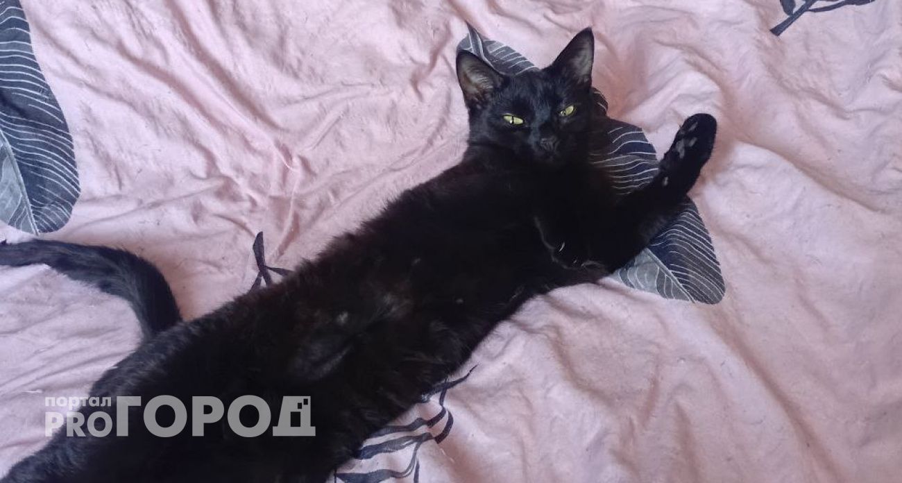 Почему кошка игнорирует когда ее зовешь: пять причин, на которые нужно обратить внимание