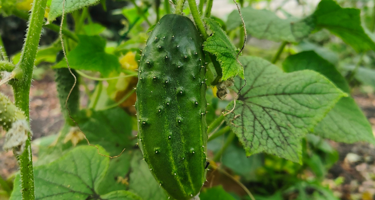 Кусты приходится подвязывать от сочнейших плодов: вот какие сорта огурцов я буду сажать