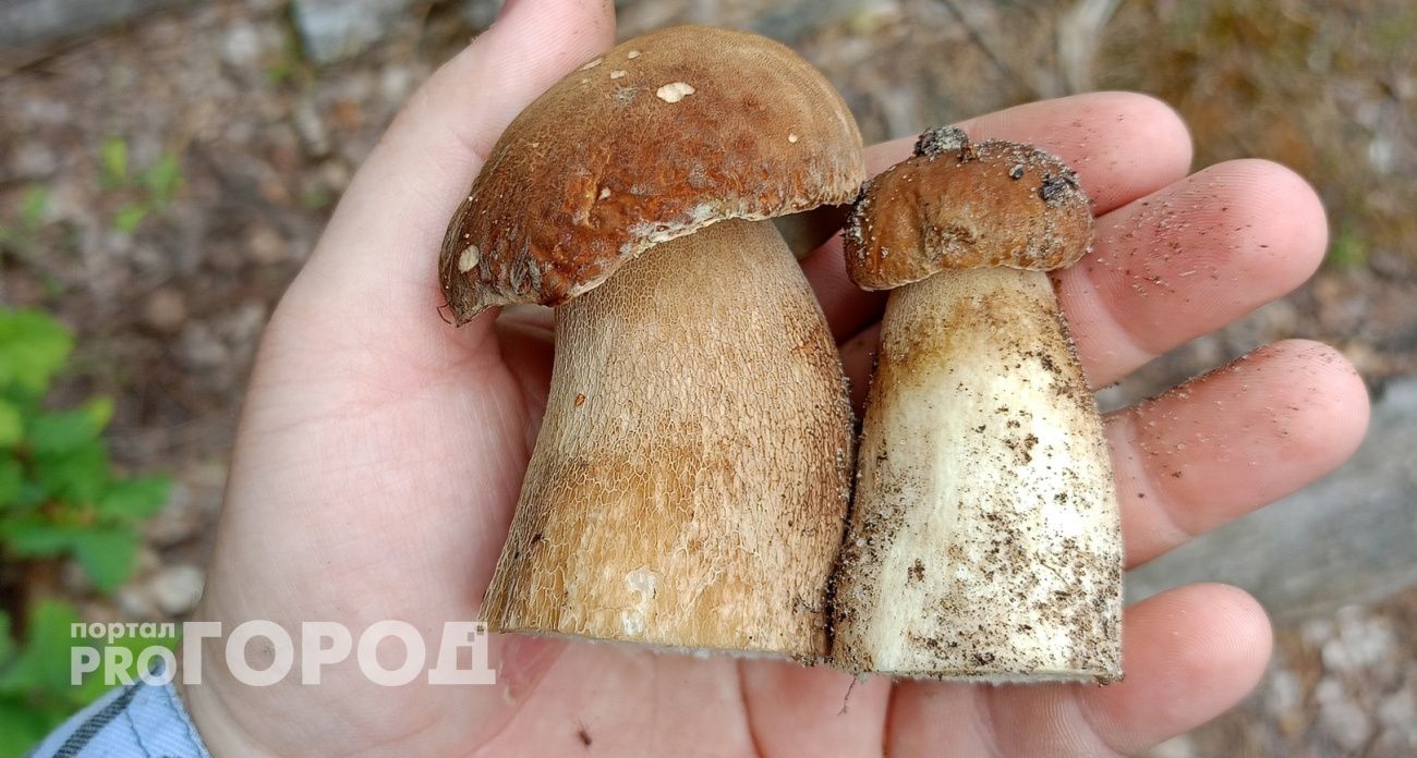 Не шампиньоны и даже не белые: самые полезные для человека грибы назвали ученые