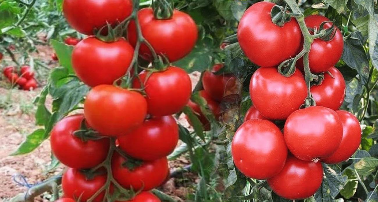 Сажаем уже в феврале и получаем медовые томаты черри: секрет в  выборе правильного сорта