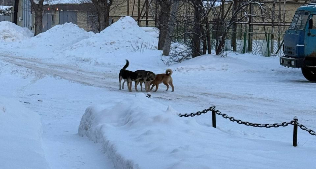 Стая бродячих собак пугает жителей Волжска по дороге на работу