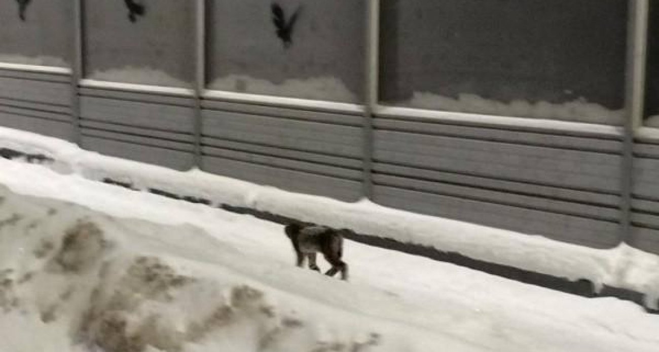 Гуляющую рысь заметили около Сосновой рощи в Йошкар-Оле