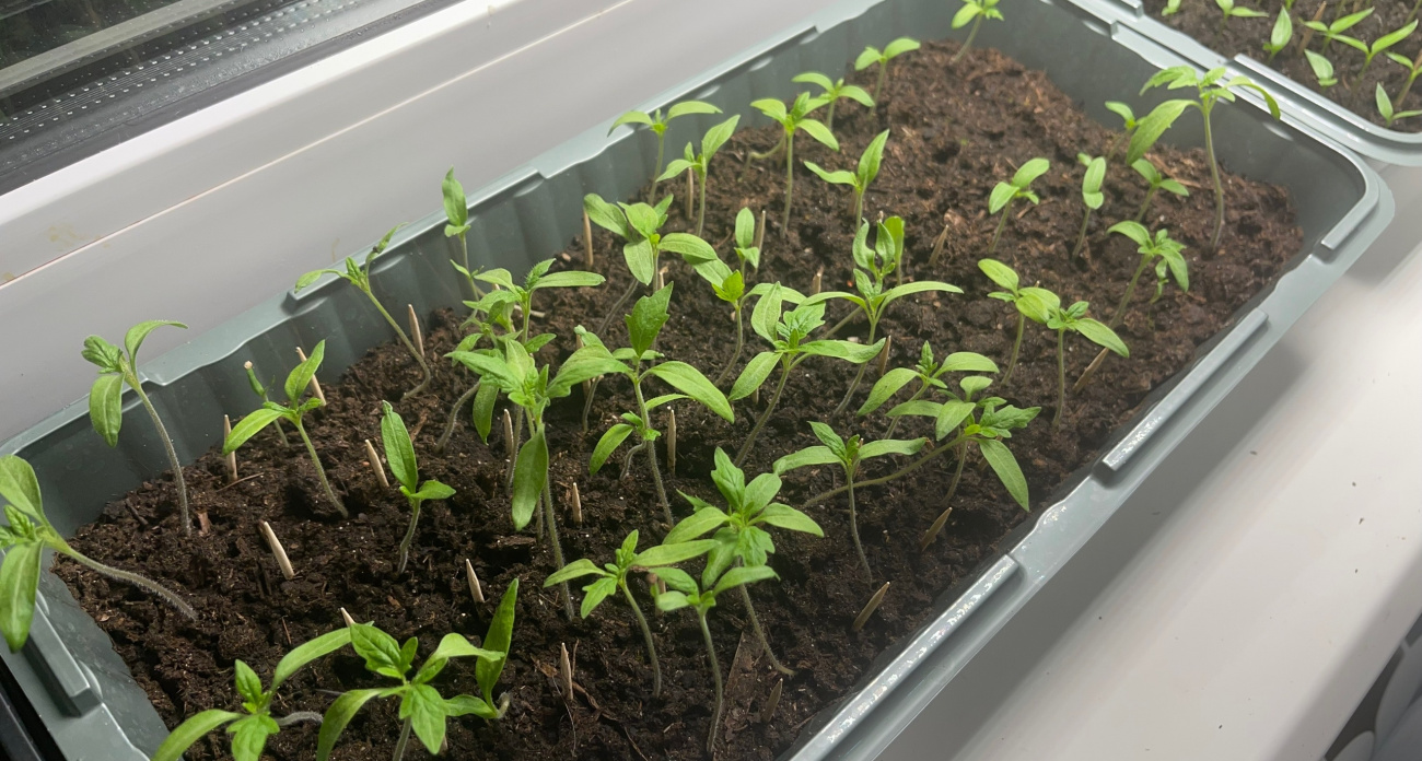 Что и в какой день сажать на рассаду в феврале 2026: Лунный календарь посева