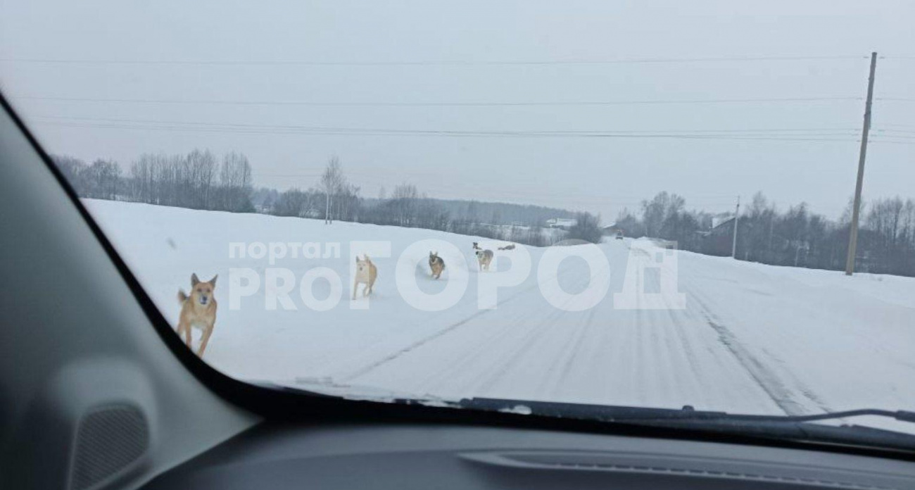 "Кидаются даже на машины": в Федоскино начали решать проблему с бродячими собаками