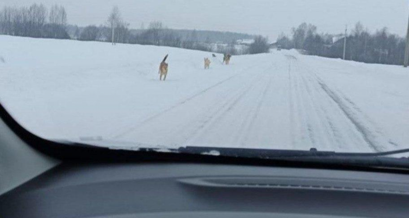 Стая агрессивных собак в деревне Федоскино атакует автомобили: СК начал проверку после жалоб жителей