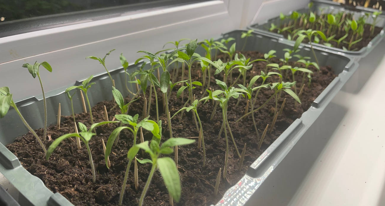 Помидоры на подоконнике плодоносят круглый год: для идеального урожая не хватало только этого