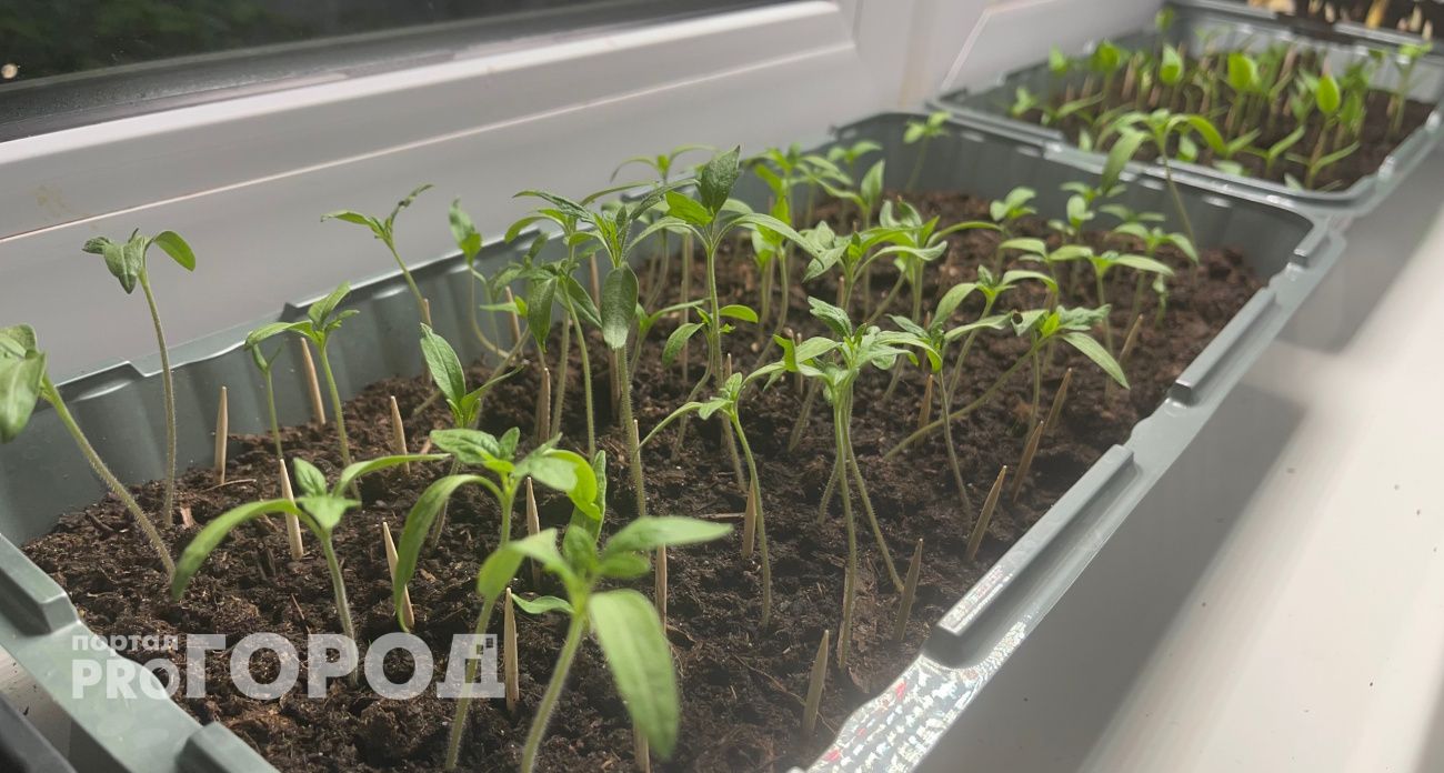 Когда сажать рассаду в 2026 году: посевной календарь с точными датами