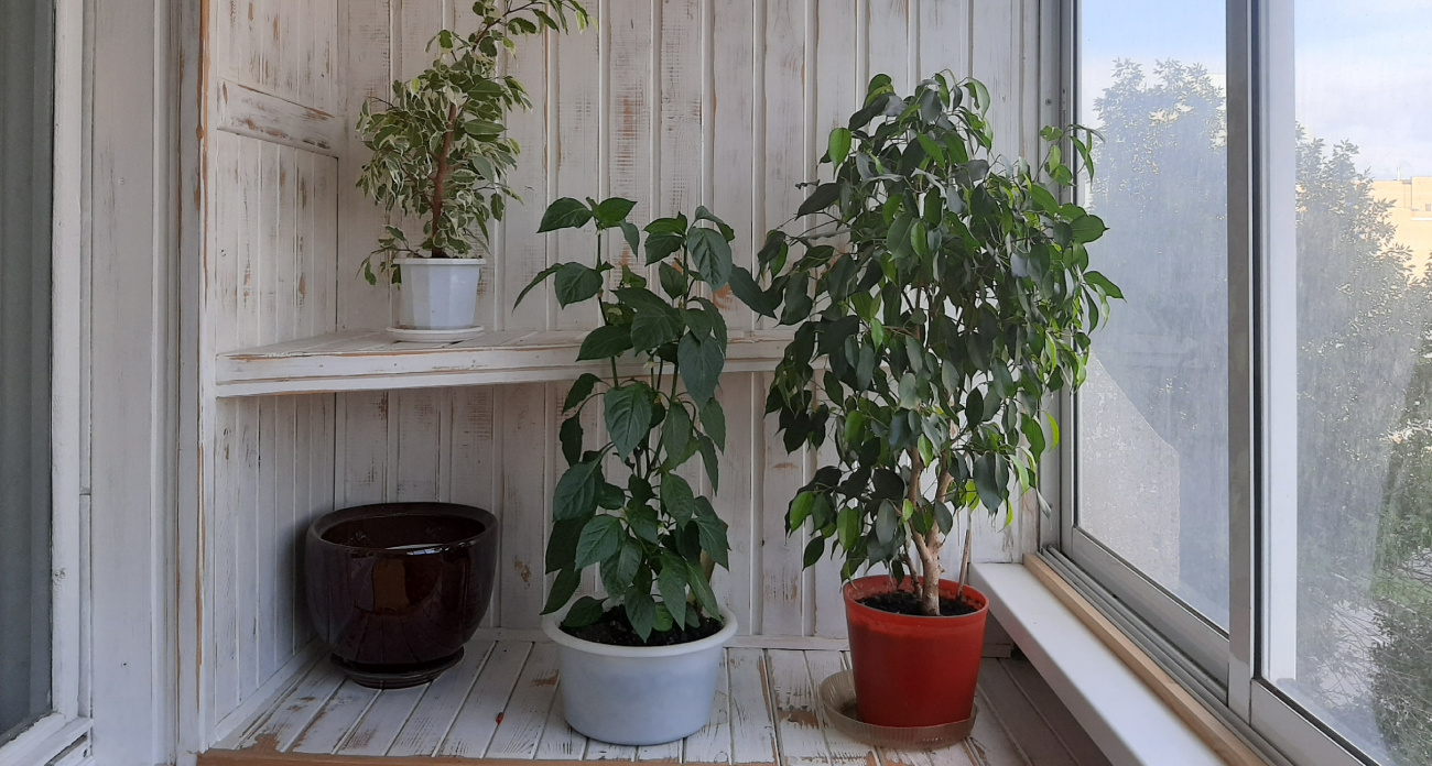 Это растение дешевле, чем обогреватель, но греет квартиру лучше: старый секрет, забытый в СССР