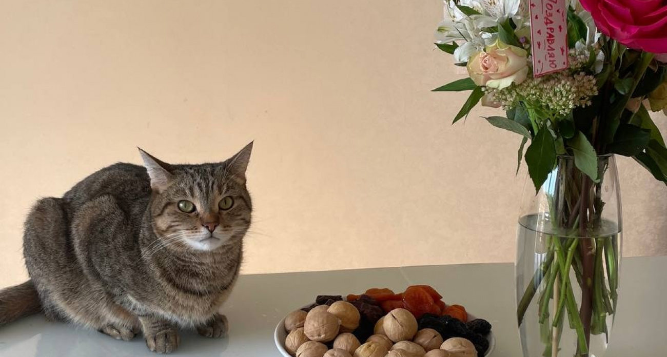 Кошачий запах выветрится из дома навсегда: всего одна ложка на лоток