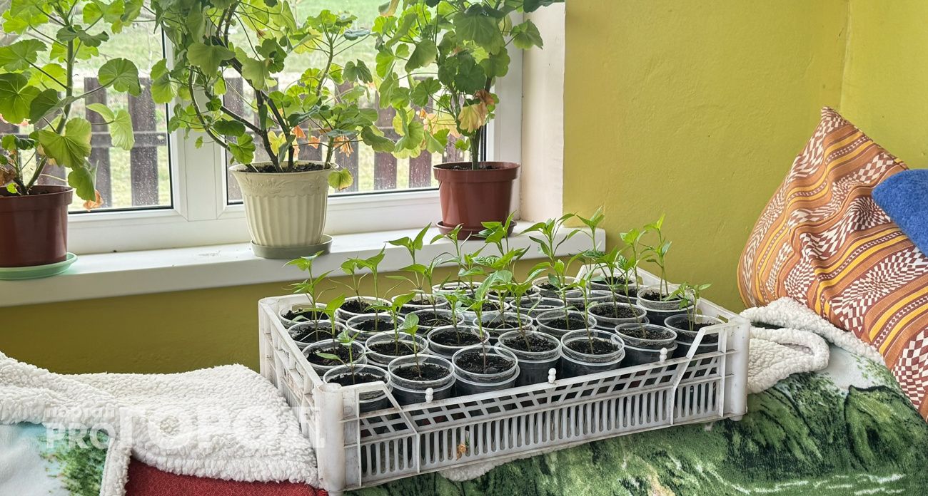 Санька золотой, Монгольский карлик, Балконный хрустик: опасные семена продавали в Марий Эл через интернет