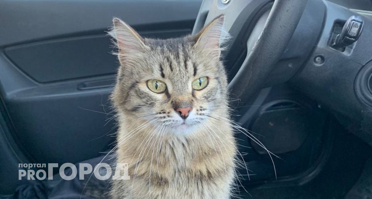 Что значит буква "М" на лбу у кошки: нужно знать каждому хозяину