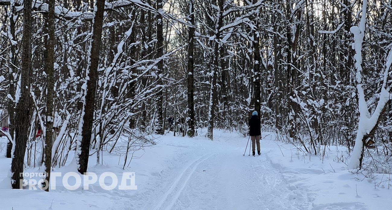Жителям Марий Эл разрешили собирать валежник