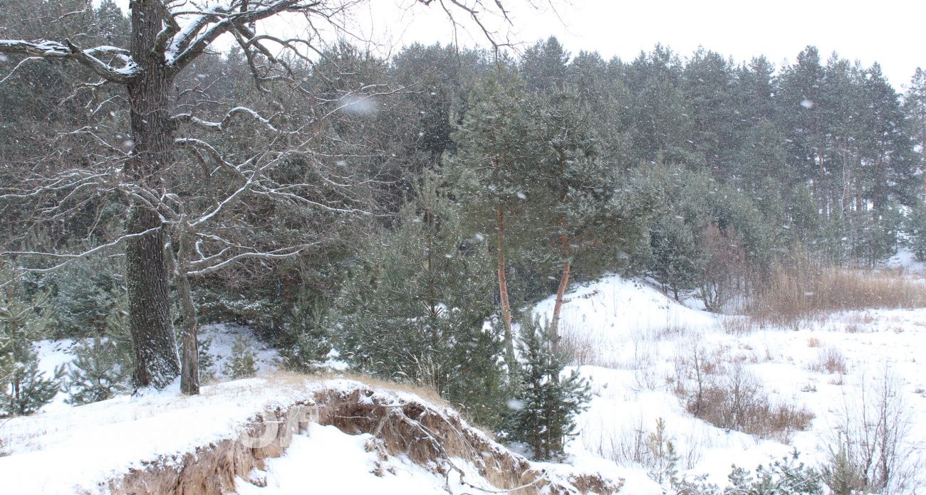 Кусок плодородной земли зарос деревьями и кустами в Советском районе: виновного наказали