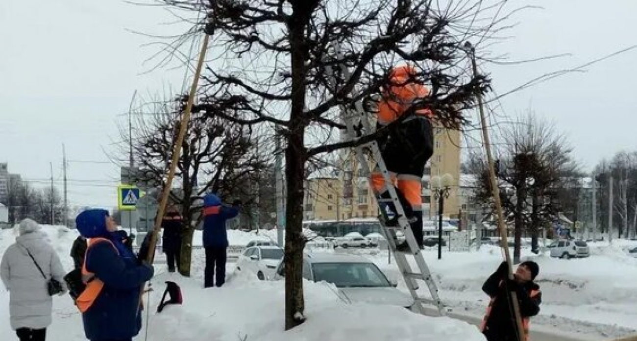 В Йошкар-Оле начали массовую «стрижку» деревьев: почему именно сейчас