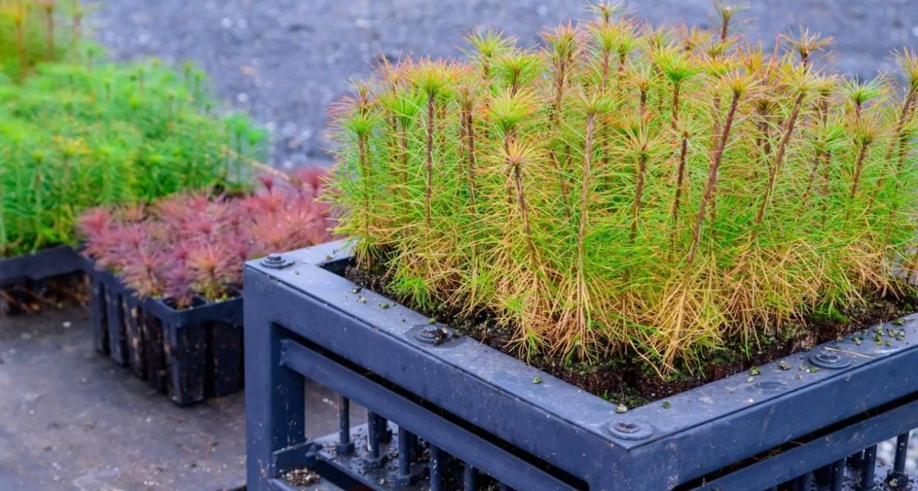 11 миллионов сеянцев готовы превратить Марий Эл в зелёный оазис