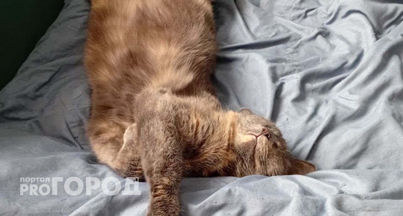 Можно ли кормить кошку только сухим кормом: зарубите себе на носу