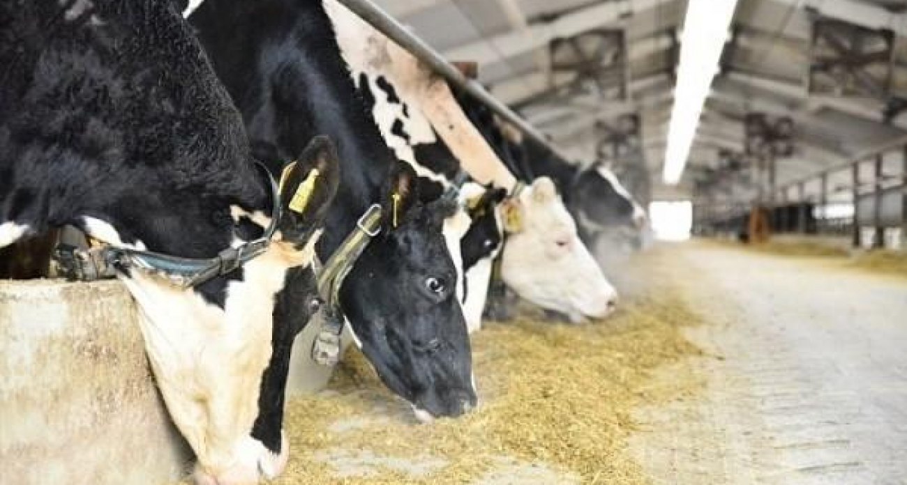 В Марий Эл по ДНК выбирают будущих «супер-коров» за 3,4 миллиона рублей