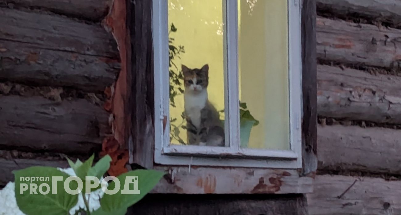 В Горномарийском районе ввели карантин по бешенству: ограничили посещение лесов и охоту