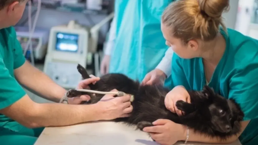 Ветеринары Марий Эл начали масштабную весеннюю вакцинацию всех животных