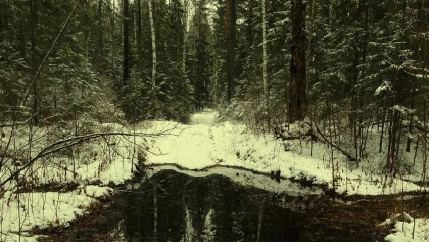 В марийском лесу у реки Тюмша грибники теряют ориентацию