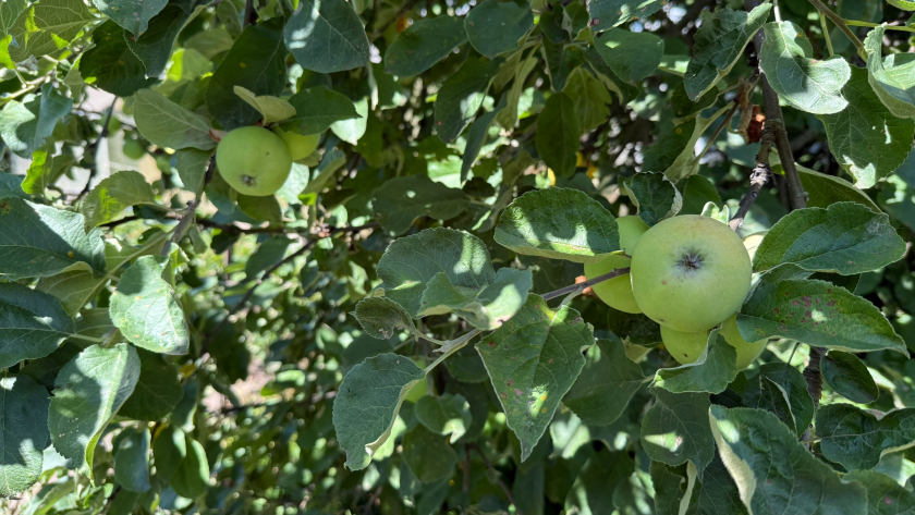 Пусть сгниют в саду  но не достанутся другим: почему опытные садоводы не раздают яблоки