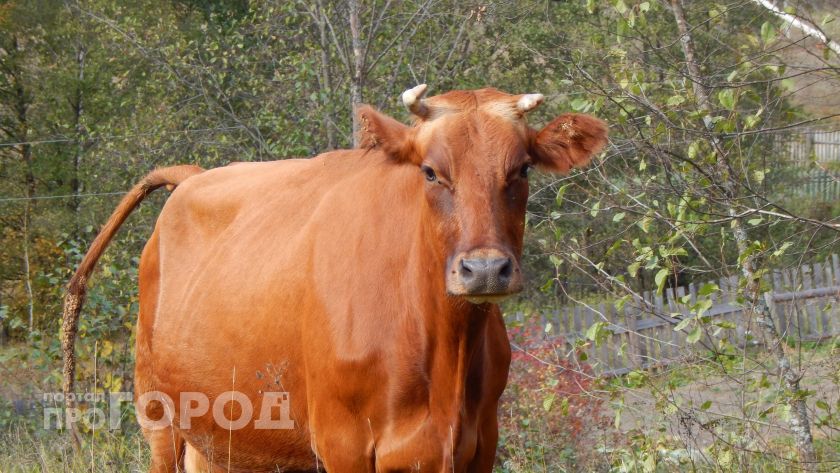 В Марий Эл запретили ввозить мясо и скот