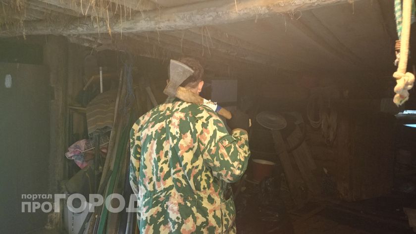 Лесоруб из Оршанского района уничтожил сотню деревьев на полмиллиона рублей