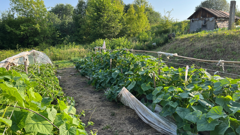 Кривые грядки убивают урожай: 4 способа сделать их ровными без инструментов  секрет опытных дачников