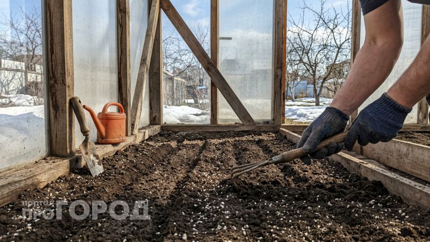 Сею редис в теплице по 5 простым правилам  ботвы нет, а корнеплоды вырастают крупные и без пустот