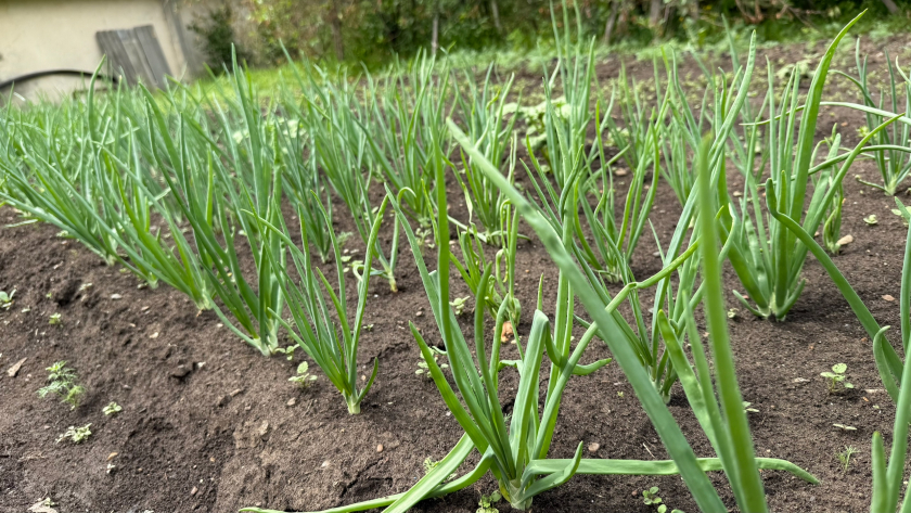 Вы убиваете свой урожай чеснока и лука ещё весной: 3 фатальные ошибки ухода, которые допускают 90 % дачников
