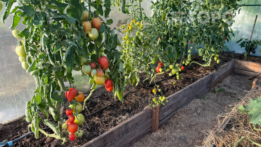 Китайцы всегда подвязывают томаты так, а мы мучаемся часами: попробовал и сэкономил 2000 рублей и 6 часов работы