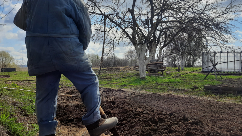 Этот доступный сидерат обгоняет горчицу и фацелию: чем засеять огород перед посадкой