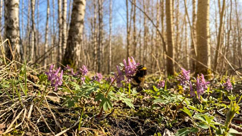 В заповеднике Марий Эл расцвела хохлатка первый цветок весны
