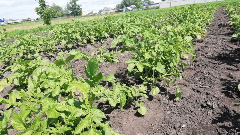Кидаю в лунку вместе с картошкой: колорадские жуки боятся этого как огня