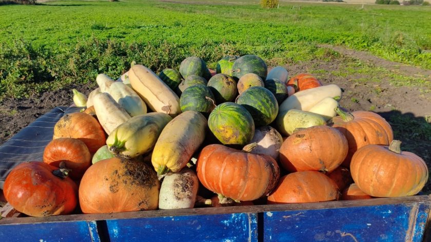 Урожай попрет даже у самых ленивых: три культуры, которые растут сами по себе