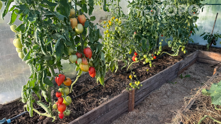 Сосед-пенсионер открыл глаза: помидоры разоряют дачников  перешел на 6 овощей и сэкономил 47500 рублей за 2 года