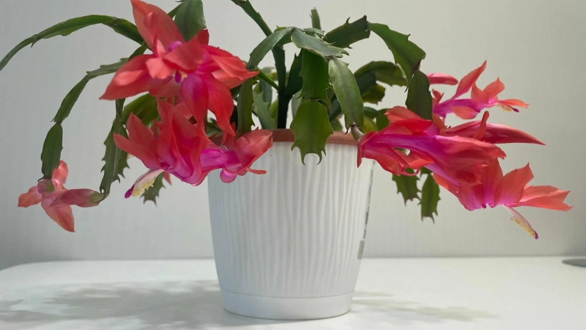 Декабрист задыхается в обычном горшке: пересадите вот так цвести будет круглый год