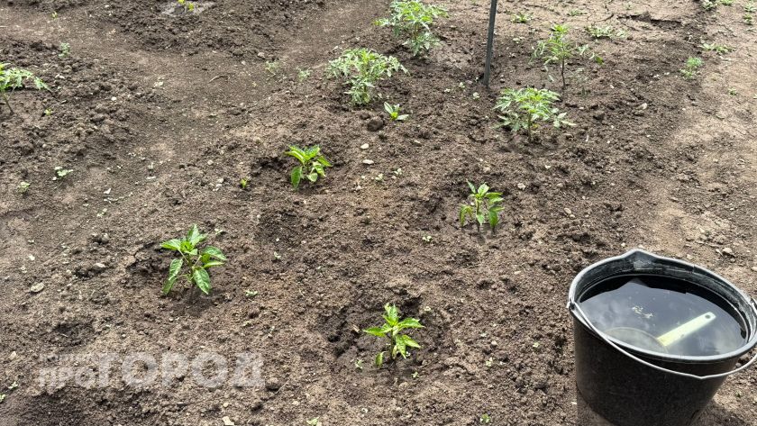 Пошел на риск и высадил томаты в холодную землю: честный отзыв на модный способ