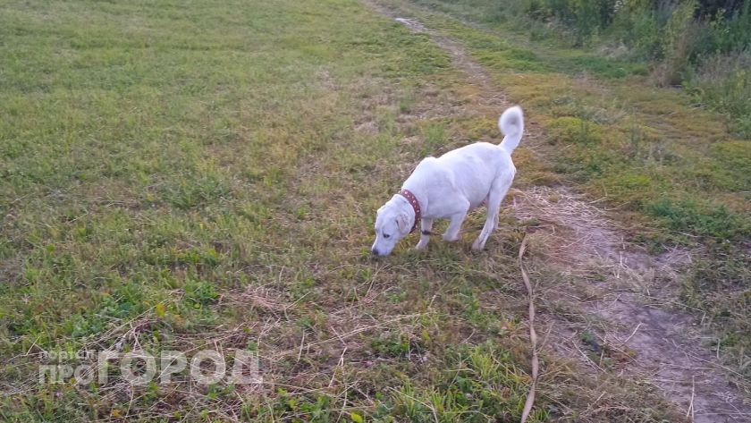 Не просто умножаем на семь: как правильно посчитать, сколько лет собаке